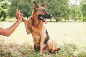 Unlock Your Dog's Potential: German Shepherd Service Training Demystified